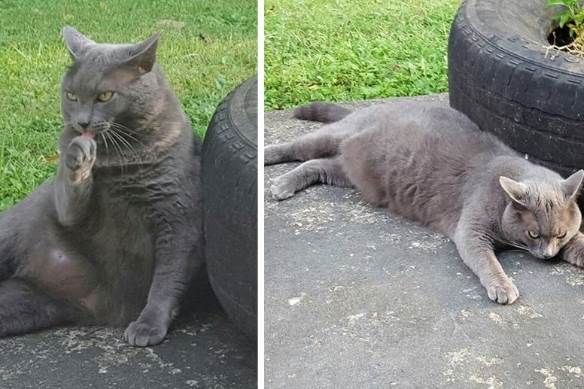 Переехав в новый дом, женщина получила в нагрузку толстого и недоверчивого кота