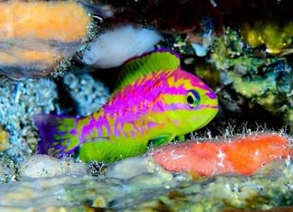 У берегов Бразилии на 120-метровой глубине обнаружили новую и невероятно красивую рыбку - Новые виды - Goodnewsanimal.ru