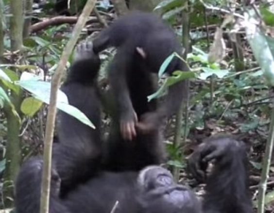 Мамы-шимпанзе играют со своими малышами в 