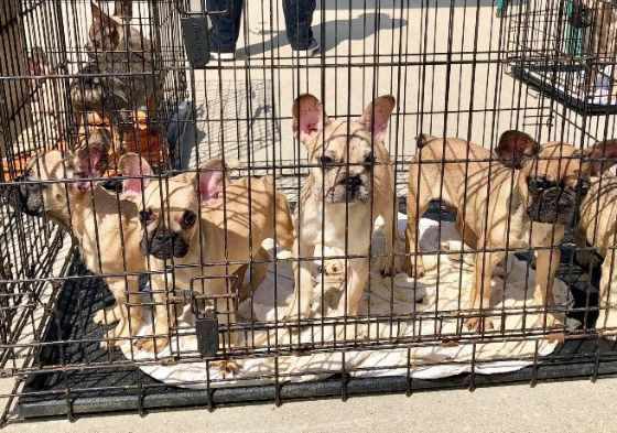 В Техасе спасли щенков французского бульдога, привезенных из Украины и содержащихся в ужасных условиях