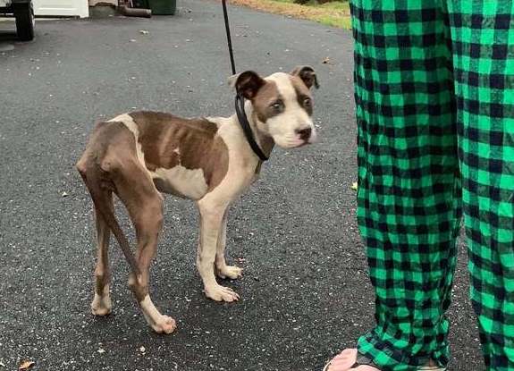 В Вирджинии пара спасла тощего щенка с намотанным на шею куском пластика