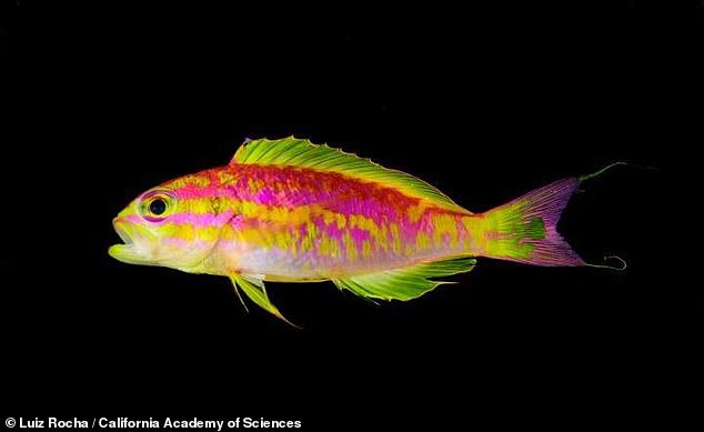 У берегов Бразилии на 120-метровой глубине обнаружили новую и невероятно красивую рыбку - Новые виды - Goodnewsanimal.ru