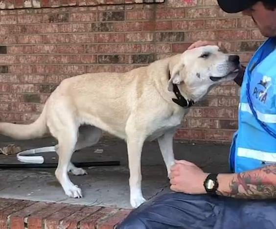 Трогательные фото из США, где зоозащитники спасли собаку, которую ее хозяева бросили в затопленном доме