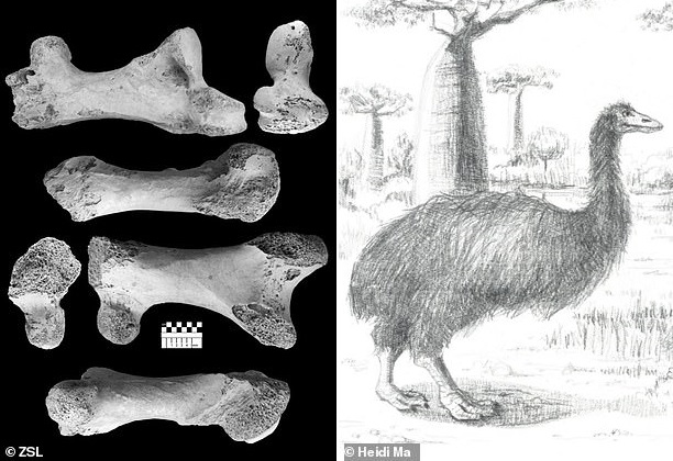 На Мадагаскаре обнаружили останки самой крупной в истории нелетающей птицы