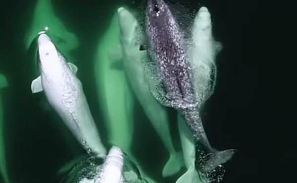 В Канаде стая китов-белух приютила осиротевшего нарвала