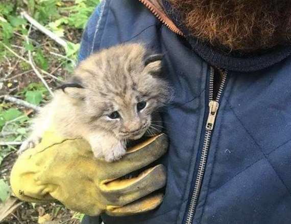 Канадец нашел в лесу маленького брошенного котенка. Точнее он думал, что это котенок...