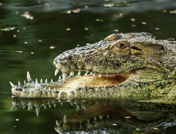 В индийском зоопарке живет необычный крокодил с челюстями разного размера