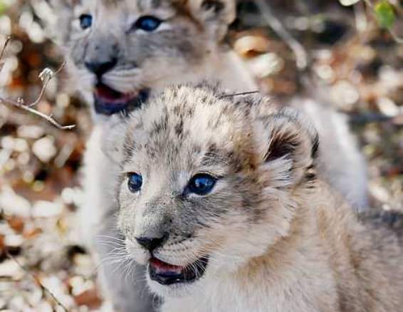 В Южной Африке родились первые в мире львята 