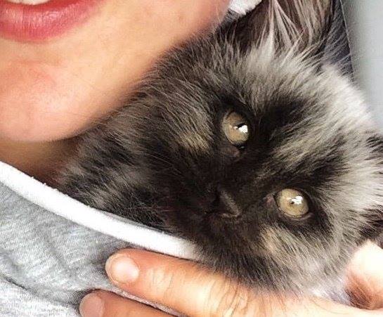 Спасенный котенок с необычным окрасом вырос и полностью переменился