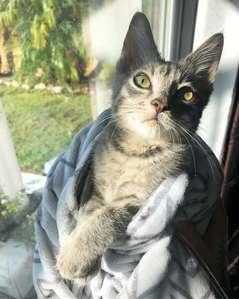 Каждый раз после еды этого особенного котенка нужно заворачивать в полотенце