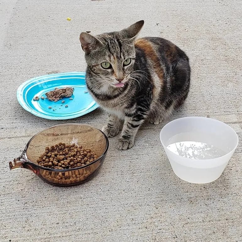 Женщина стала кормить уличную кошку, а потом приютила и ее и ее котят