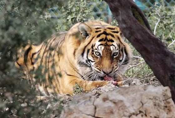Тигр, спасенный из 