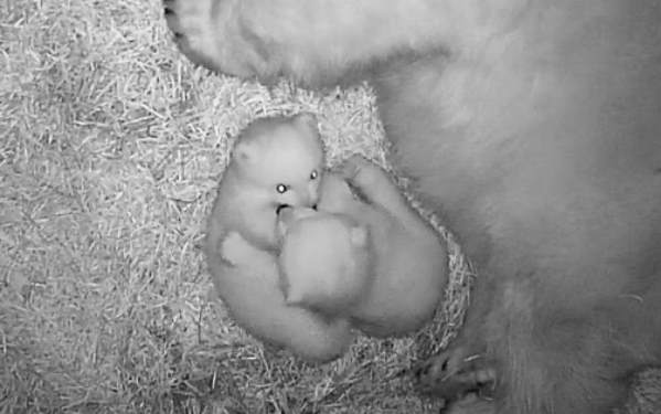 В Новосибирском зоопарке родились два белых медвежонка