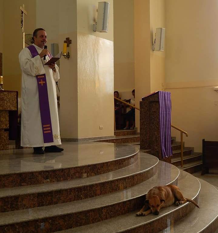 Бразильский священник впускает в церковь уличных собак, чтобы найти им новые семьи