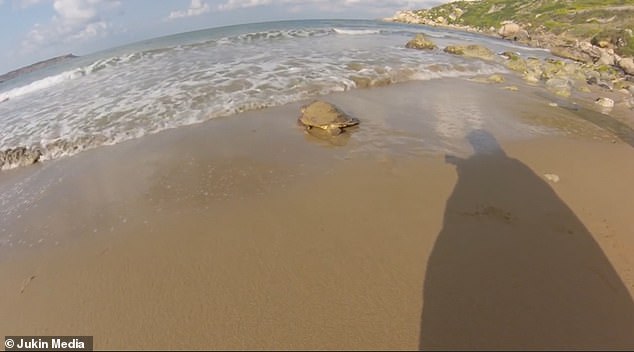 На Мальте турист спас черепаху, застрявшую в пластиковом мусоре