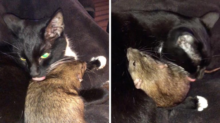 Кошка подружилась с крысой и вылизывает ее как своего котенка