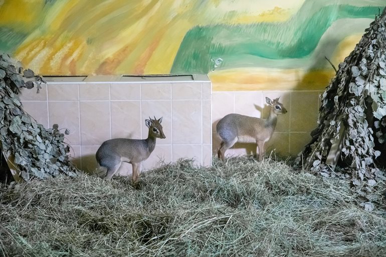 В зоопарке Новосибирска впервые родился детеныш крошечной антилопы дик-дик