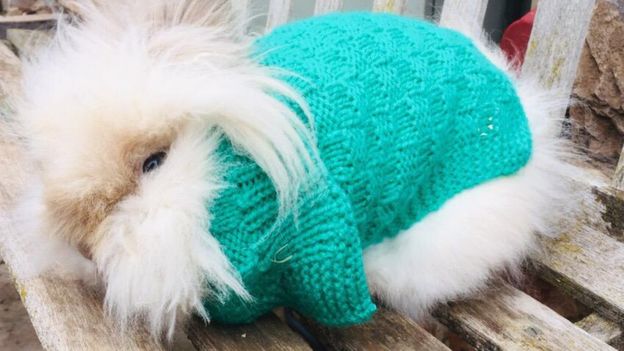 Ветеринары попросили людей связать свитера для морских свинок