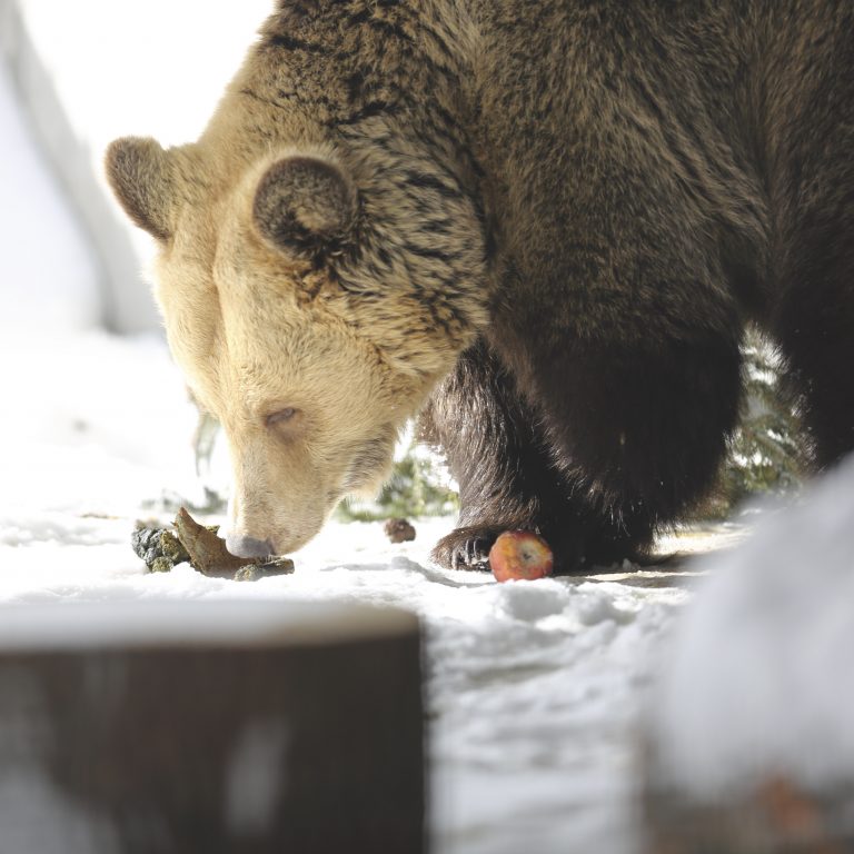 Два медведя, спасенные из ресторана в Албании, приехали в Швейцарию