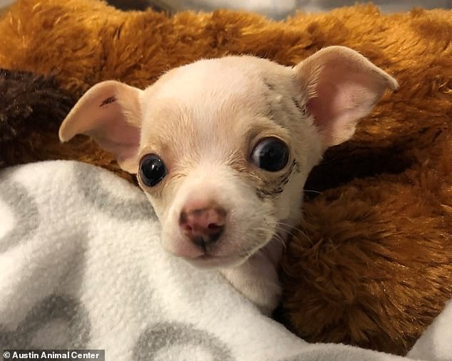 В Техасе щенок чихуахуа чудом выжил, будучи похищенным ястребом и упав с высоты