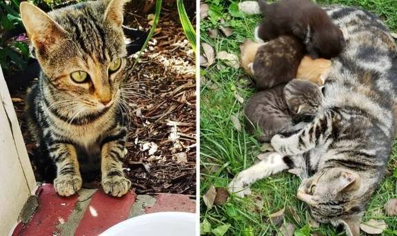 Женщина стала кормить уличную кошку, а потом приютила и ее и ее котят