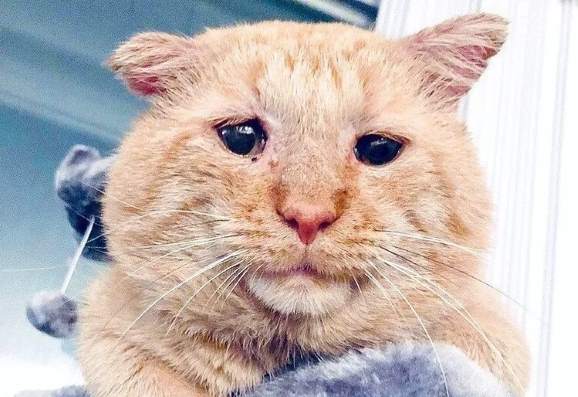 Потрепанный кот наконец получил хозяина после 6 лет на улице