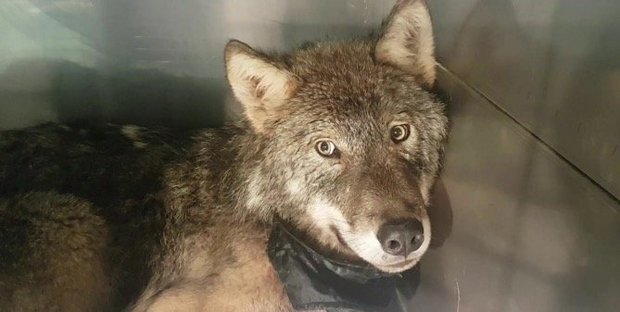 В Эстонии спасли тонущую в ледяной реке собаку, которая оказалась волком