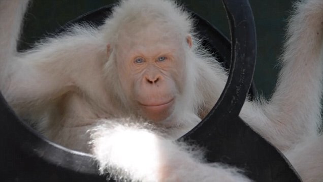 В Индонезии выходили и выпустили на волю единственного в мире орангутана-альбиноса