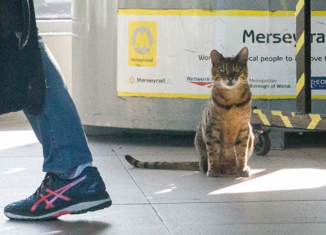 Каждое утро этот общительный кот приходит на железнодорожную станцию Ливерпуля