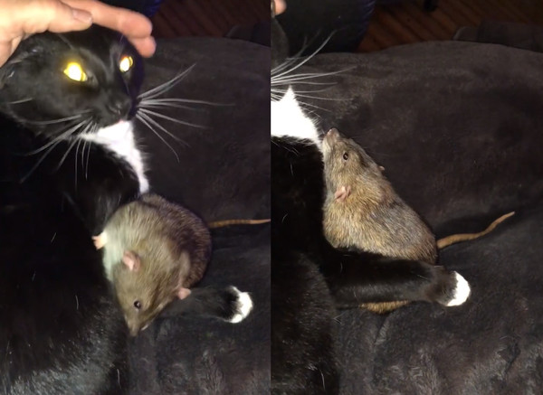 Кошка подружилась с крысой и вылизывает ее как своего котенка
