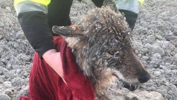 В Эстонии спасли тонущую в ледяной реке собаку, которая оказалась волком