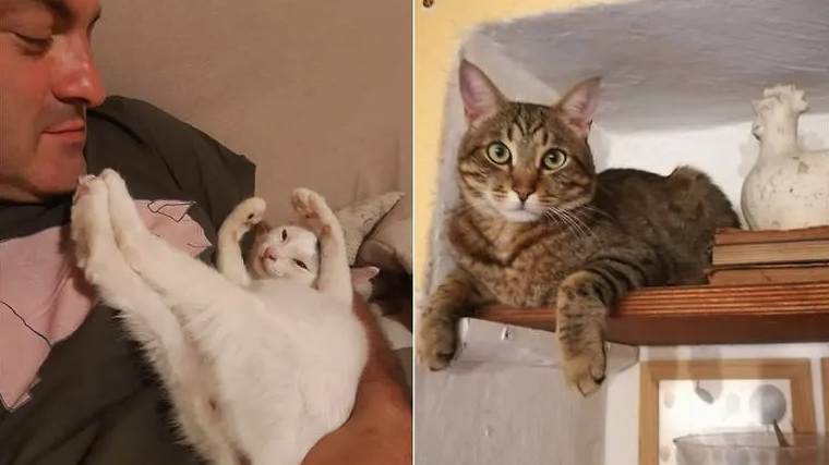 В Италии кошки спасли супругов от оползня