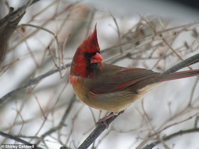 В Пенсильвании увидели уникального кардинала-химеру