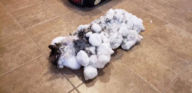 В ветклинике спасли кота, едва не замерзшего насмерть в снегу