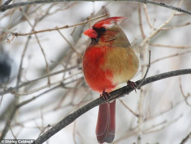 В Пенсильвании увидели уникального кардинала-химеру