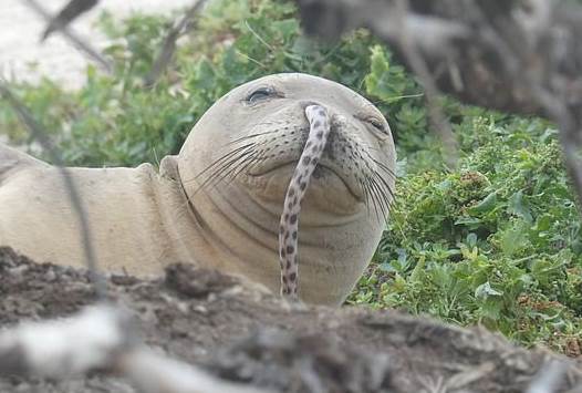 В США спасли тюленя, в носу которого застрял морской угорь