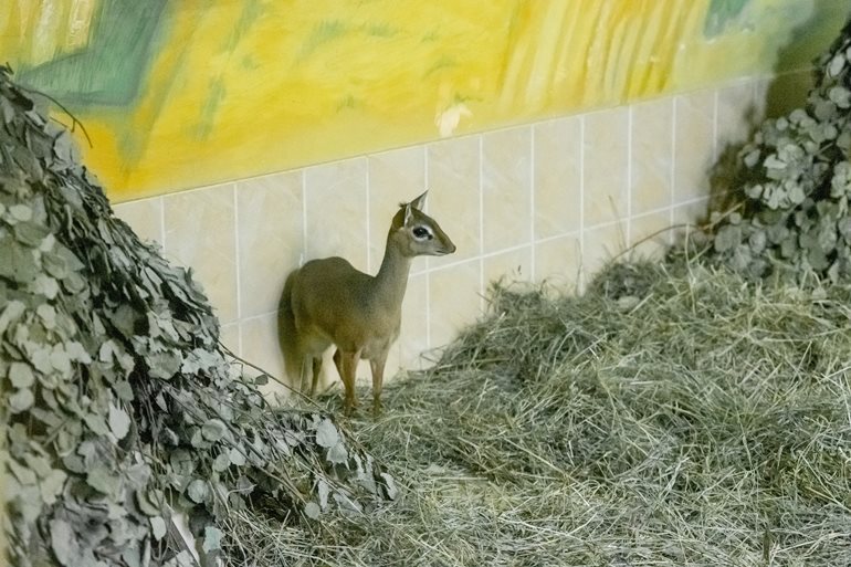 В зоопарке Новосибирска впервые родился детеныш крошечной антилопы дик-дик