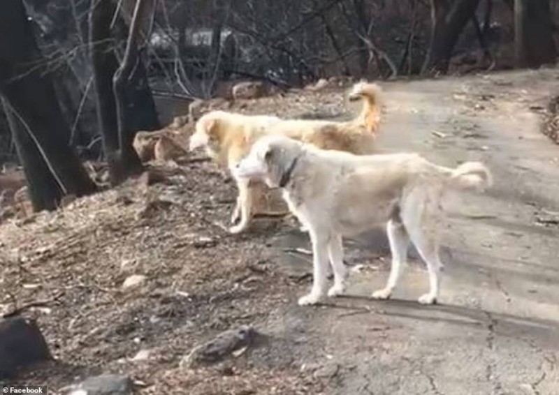 В Калифорнии брошенный из-за пожаров пес месяц верно ждал хозяйку у сгоревшего дома