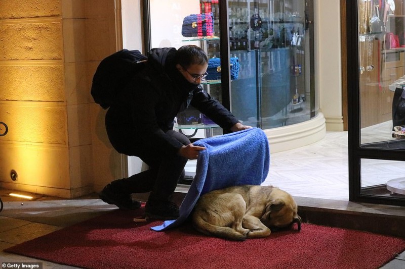 Турецкий дантист помогает уличным животным, накрывая их одеялом от холода
