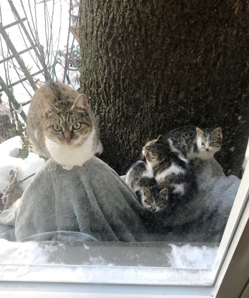 Пара из Нью-Йорка спасла в мороз двух котят, а через год и их маму