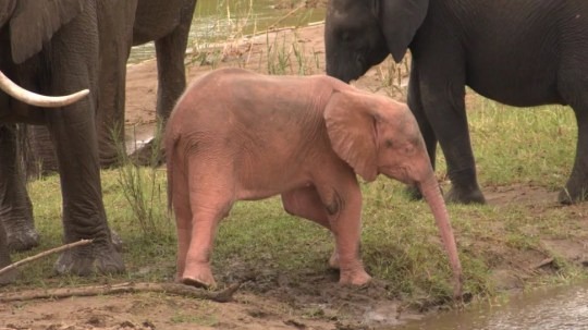Очень редкий розовый слоненок-альбинос родился в заповеднике ЮАР