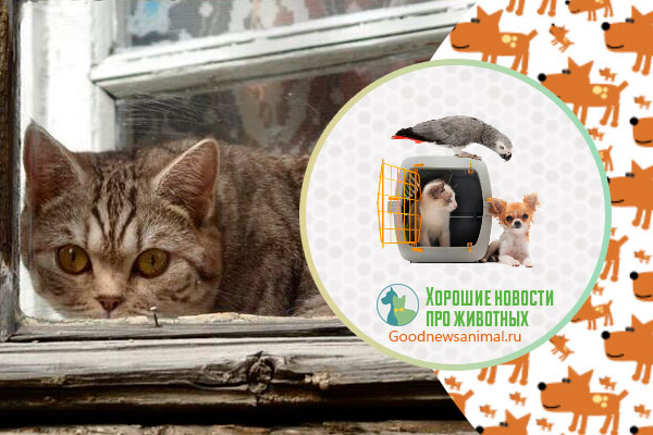 В России предлагают отбирать животных у жестоких хозяев - Новости - Goodnewsanimal.ru
