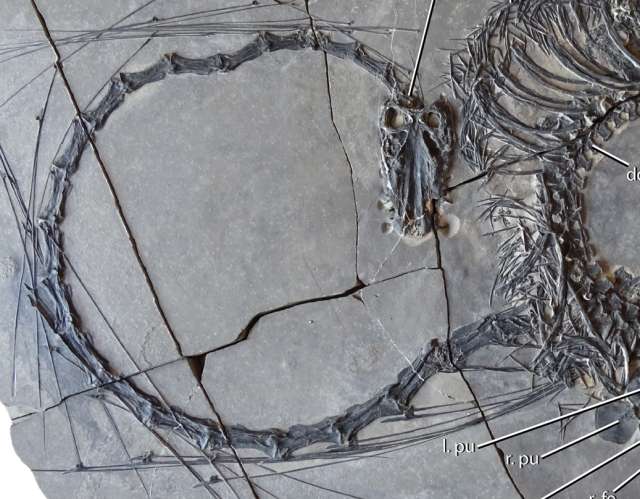В Китае найден скелет древнего морского ящера с чрезвычайно длинной шеей