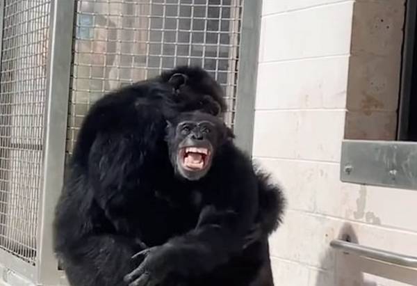 Шимпанзе, все жизнь прожившую в клетке, выпустили в заповедник под открытым небом - Новости - Goodnewsanimal.ru