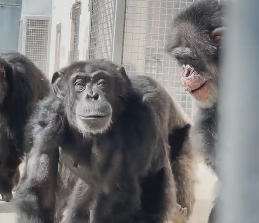 Шимпанзе, все жизнь прожившую в клетке, выпустили в заповедник под открытым небом - Новости - Goodnewsanimal.ru