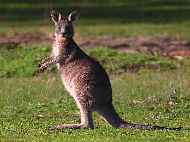 Гигантский кенгуру, в два раза выше человека ростом, прыгал по Австралии 5 миллионов лет назад