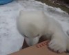 Белый медвежонок из Торонто