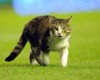 Кот со стадиона Энфилд возможно нашел себе хозяина
