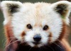 Милые красные панды из зоопарка Праги (5 фото)