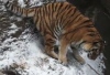 Животные в зимнем зоопарке Питтсбурга - январь 2012